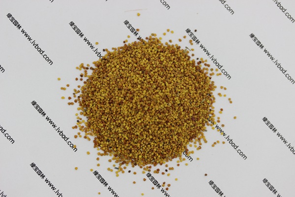 白三葉草種子種植方法