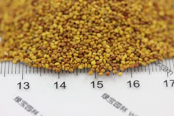 白三葉草種子種植方法