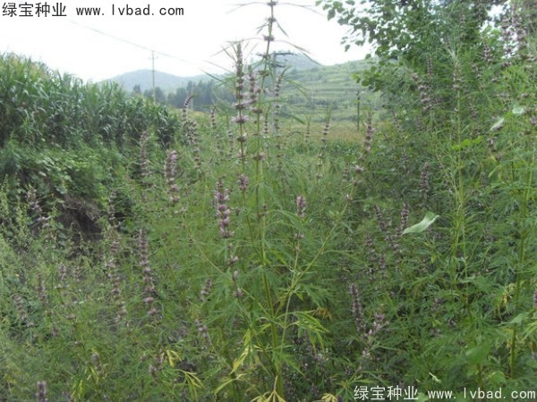 益母草種植時間和方法 益母草種植時間和方法