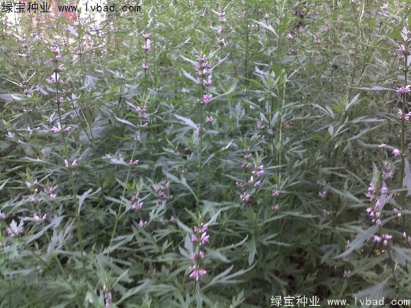 益母草種植時間和方法 益母草種植時間和方法