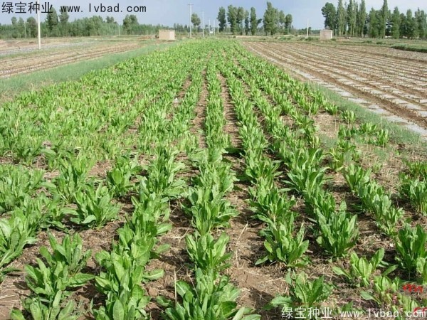 魯梅克斯牧草的優(yōu)缺點