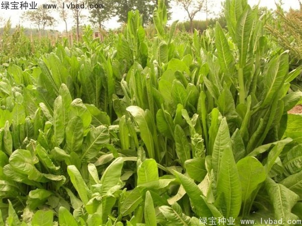 魯梅克斯牧草的優(yōu)缺點