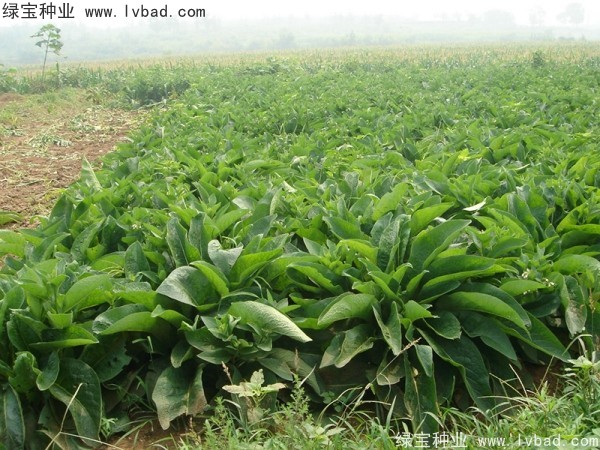 魯梅克斯牧草的優(yōu)缺點