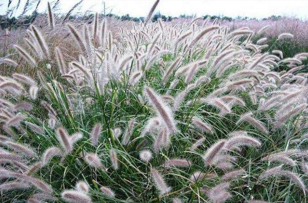 湖南適合種植什么牧草