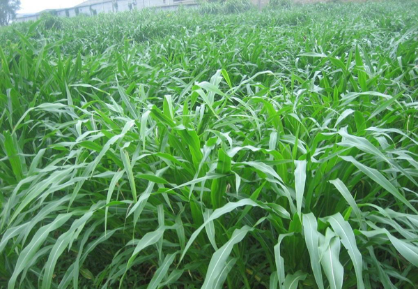 山東種什么牧草產量高