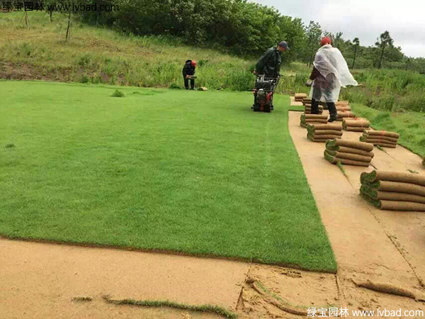 剪股穎草坪圖片