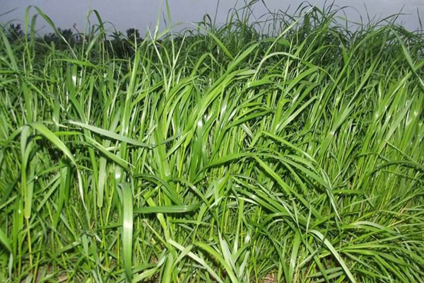 黑麥草一畝地產量多少