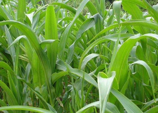 1627275007745720.jpg image.jpg