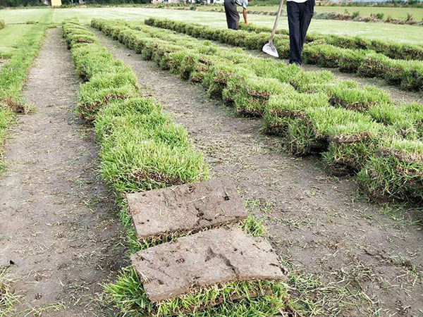 中華結縷草圖片