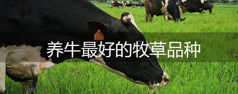養(yǎng)牛最好的牧草品種 養(yǎng)牛最好的牧草品種