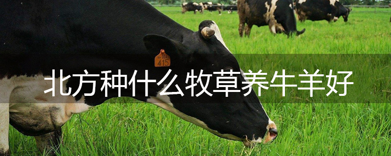 北方種什么牧草養牛羊好