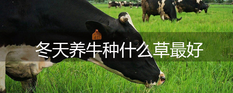 冬天養牛種什么草最好
