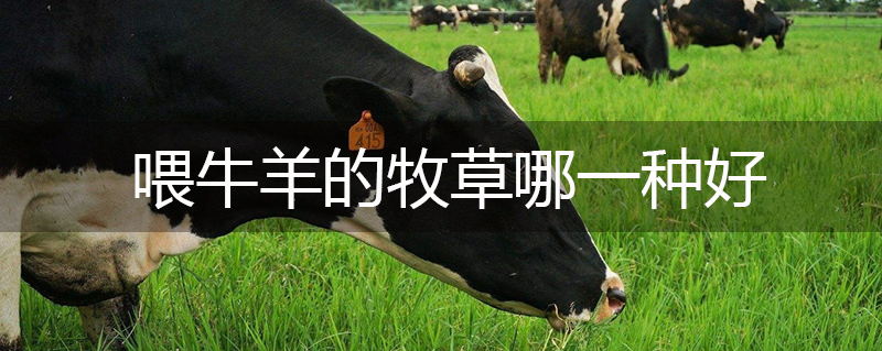 喂牛羊的牧草哪一種好
