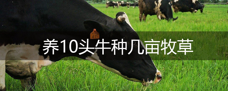 養(yǎng)10頭牛種幾畝牧草