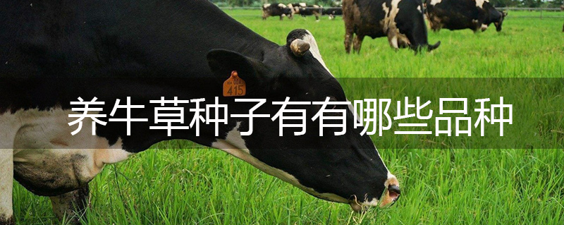 養牛草種子有有哪些品種
