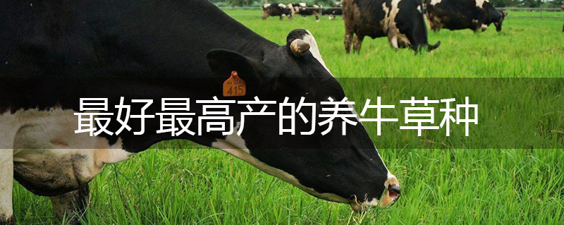 最好最高產的養牛草種 最好最高產的養牛草種