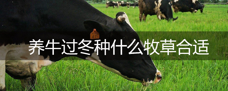 養牛過冬種什么牧草合適