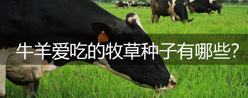 牛羊愛吃的牧草種子有哪些？