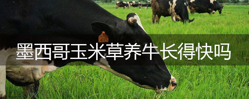 墨西哥玉米草養牛長得快嗎