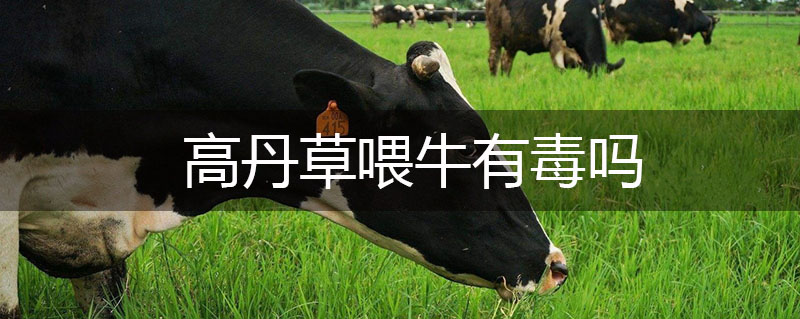 高丹草喂牛有毒嗎