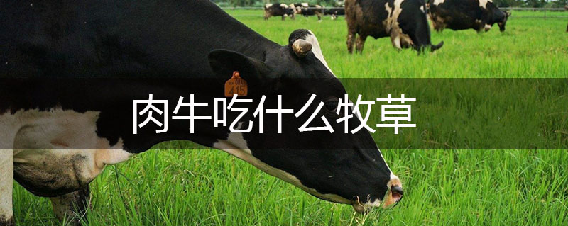 肉牛吃什么牧草