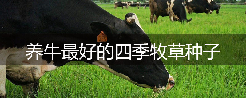 養(yǎng)牛最好的四季牧草種子