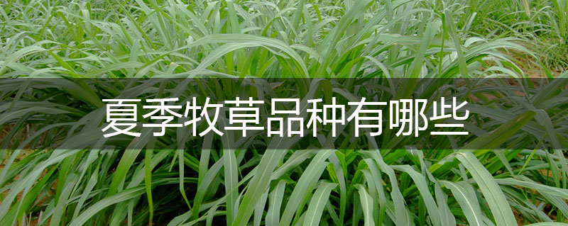 夏季牧草品種有哪些