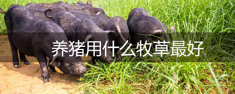 養豬用什么牧草最好