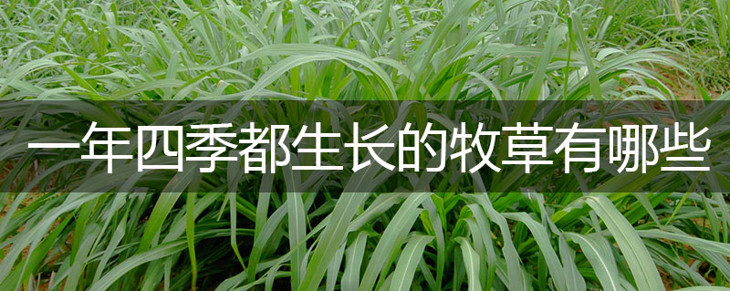 一年四季都生長的牧草有哪些