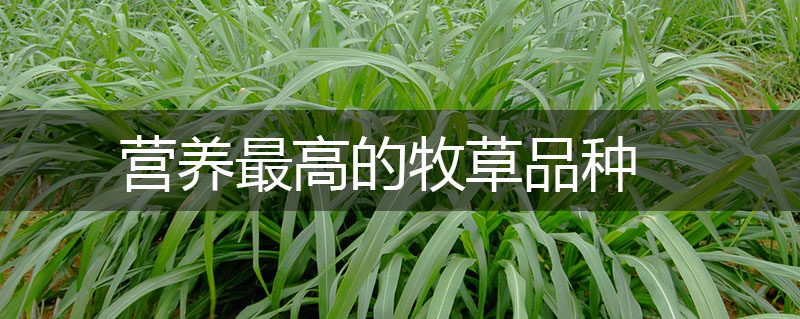 營(yíng)養(yǎng)最高的牧草品種