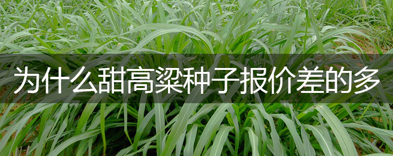 甜高粱種子價格為什么不同的商家相差十幾元