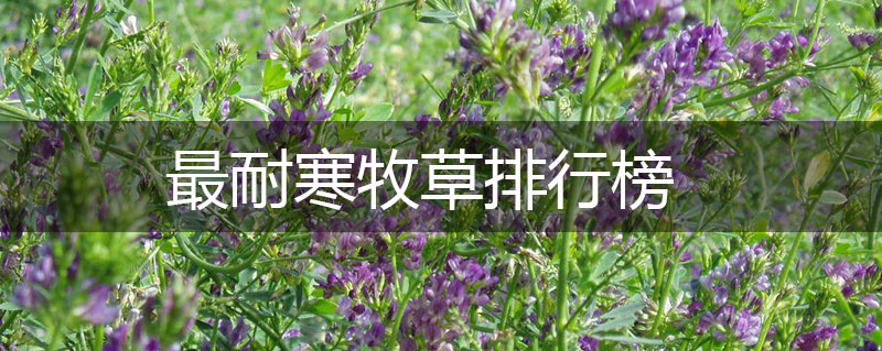 最耐寒牧草排行榜 最耐寒牧草排行榜