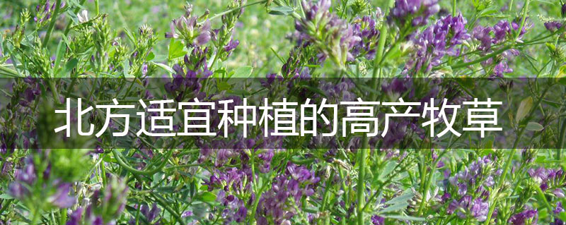 北方適宜種植的高產(chǎn)牧草
