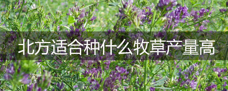 北方適合種什么牧草產(chǎn)量高