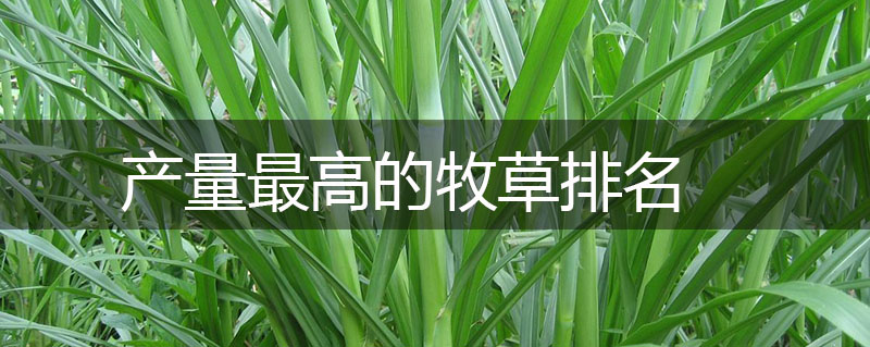 產量最高的牧草排名