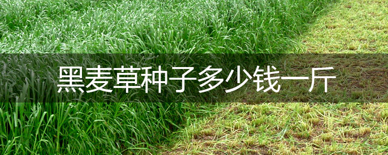 黑麥草種子多少錢一斤