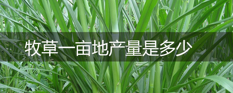 牧草一畝地產量是多少