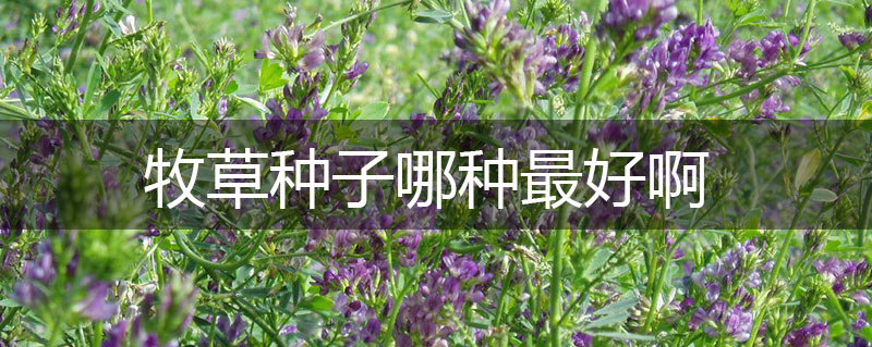 牧草種子哪種最好啊