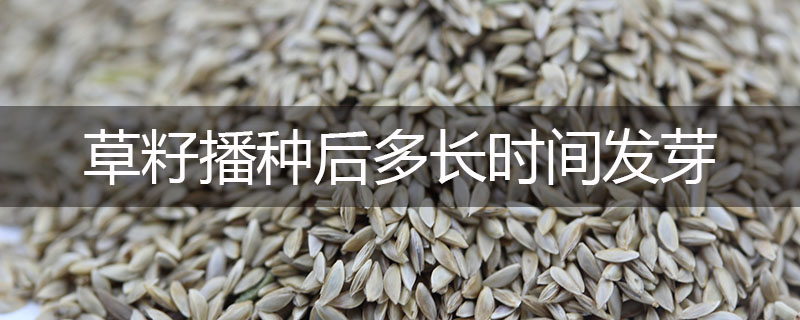 草籽播種后多長時間發芽