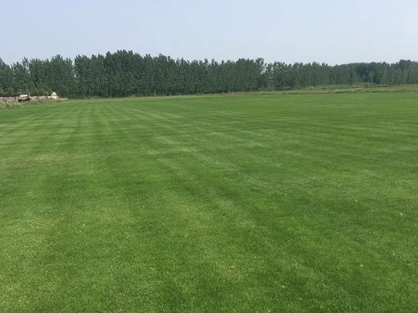 天堂草草坪圖片