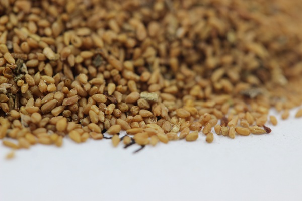 美麗月見草種子