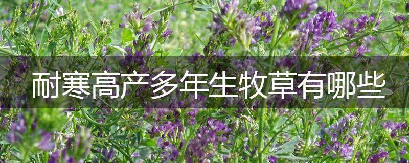 耐寒高產(chǎn)多年生牧草有哪些