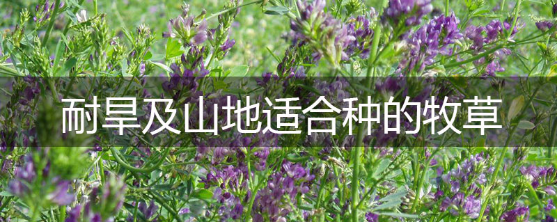 耐旱及山地適合種的牧草