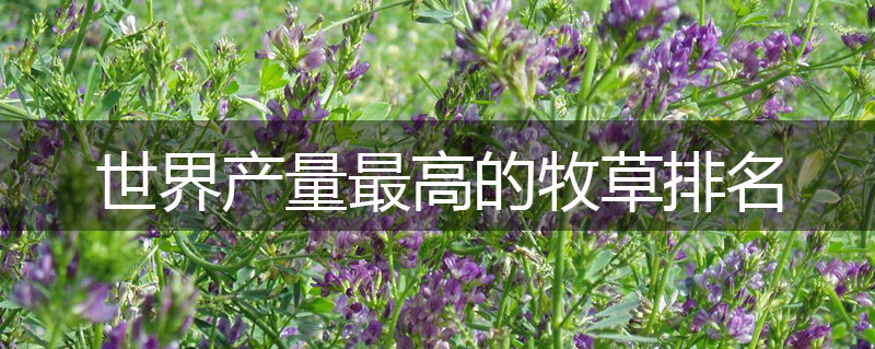 世界產(chǎn)量最高的牧草排名