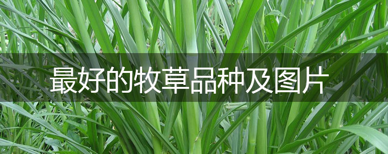 最好的牧草品種及圖片