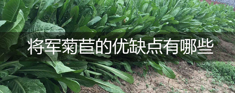 將軍菊苣牧草的優缺點有哪些