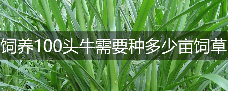 飼養(yǎng)100頭牛需要種多少畝飼草