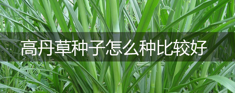 高丹草種子怎么種比較好