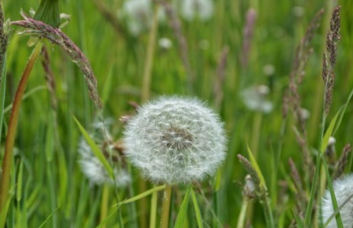 蒲公英1.jpg