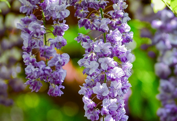 紫藤1.jpg